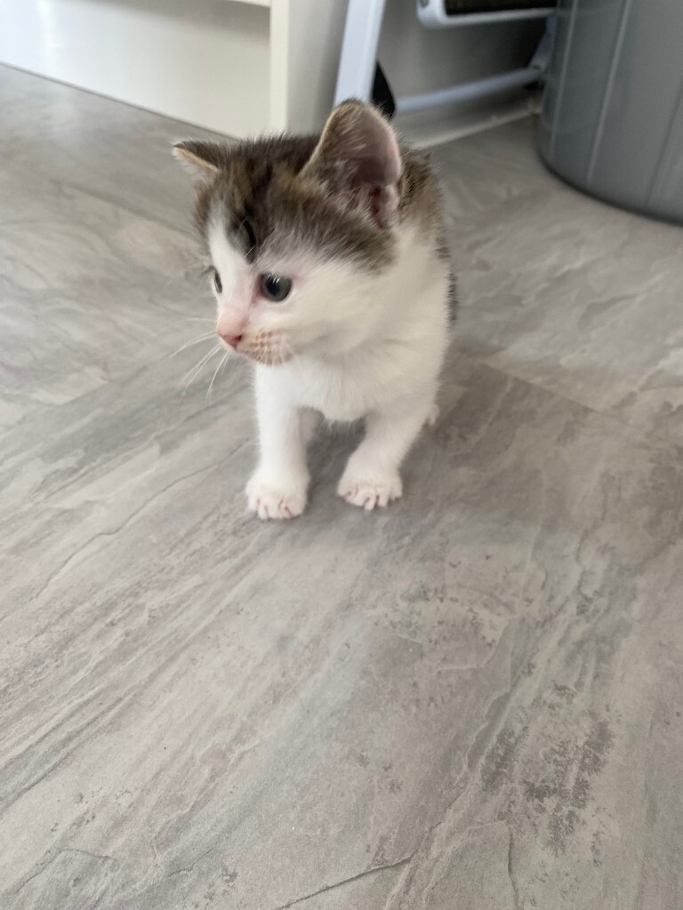moggy kittens for sale
